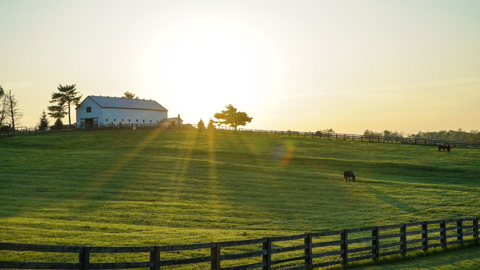 Sunrise over peaceful horse farm with white barn and fenced green pastures