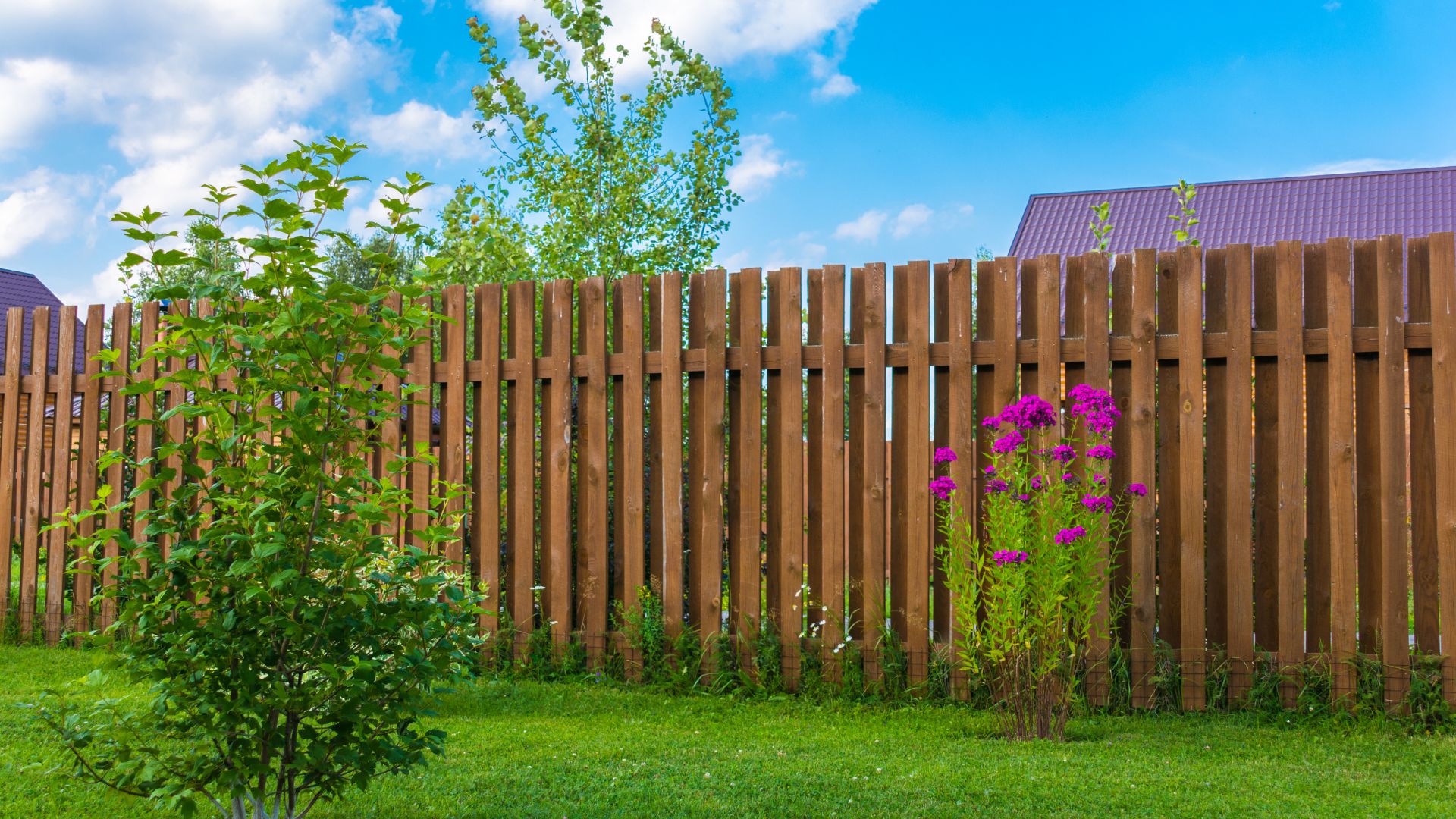 Wooden fence with green lawn and vibrant purple flowers on sunny day